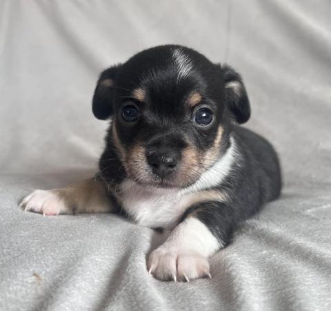 Image 5 of **REDUCED** 2 beautiful Jack-chi boy puppies ready 1/5/2024