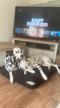Image 2 of Last Dalmatian puppy looking for his forever home