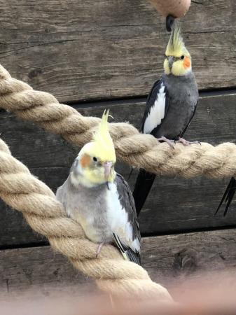 Image 1 of Beautiful pair of cockatiels in Lancashire