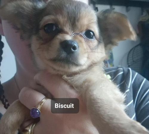 Image 24 of Super fluffy long-haired Chihuahua puppies