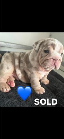 Image 2 of English bulldog puppies for sale