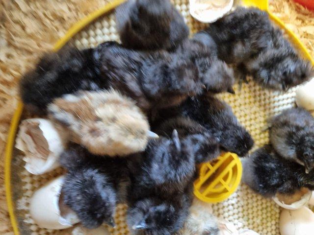 Preview of the first image of Day old silkie chicks looking for a new home.