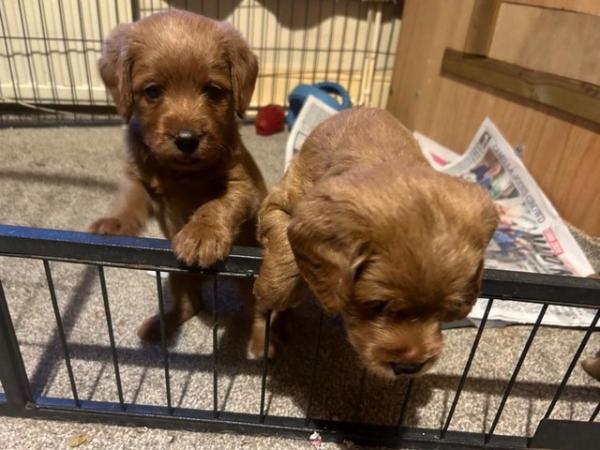 Image 9 of F1 miniature labradoodle puppies