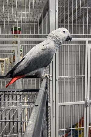Image 5 of 8yr old African grey parrot