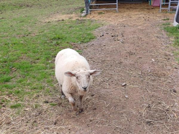 Image 3 of Texel x Suffolk Lambs - Born January