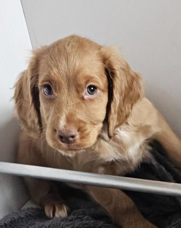 Image 1 of READY NOW!!! KC REGISTERED WORKING COCKER SPANIELS