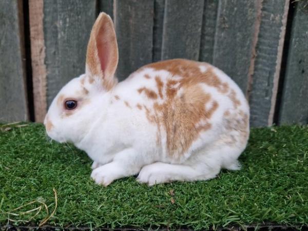Image 4 of Young Lightly Marked Tri Mini Rex Female
