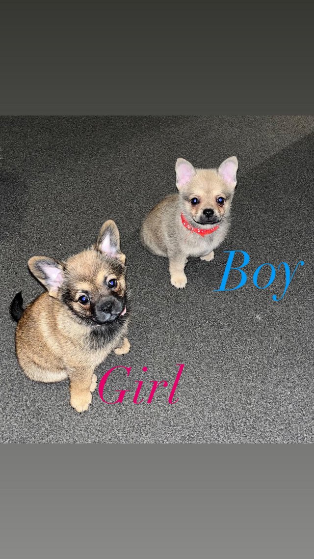 Preview of the first image of Ready now!! 1 BEAUTIFUL RARE FRENCH BULLDOGxPOMERANIAN PUPS.