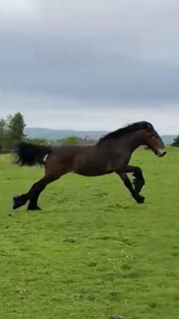 Image 1 of Friesian x gelding 14 months old to make at least 15.2 hh