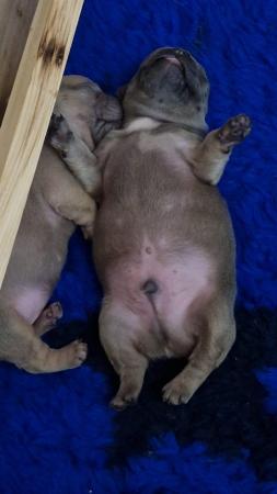 Image 7 of KC Registered French Bulldog Puppies 2 left