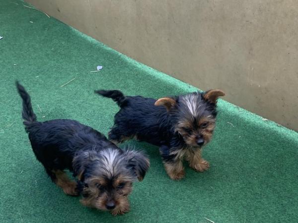 Image 6 of Yorkshire terrier puppies for sale ready now