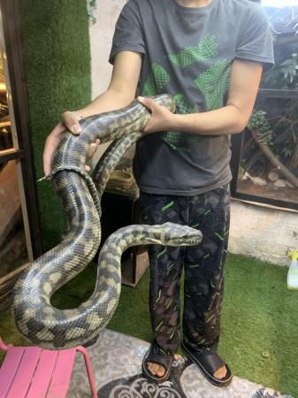 Image 2 of Beautiful Male carpet python