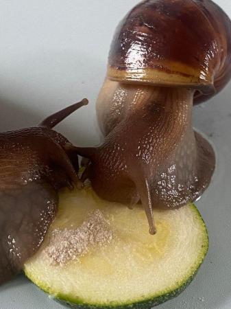 Image 2 of Giant African land snails for sale