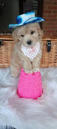 Image 7 of Vaccinated, Health Tested Apricot & Cream Toy F1 Maltipoo Pu