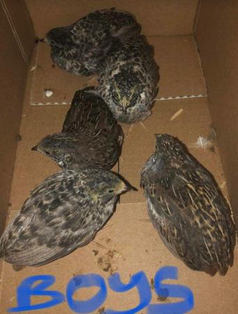 Image 38 of QUAIL HATCHING EGGS/4 BREEDS !