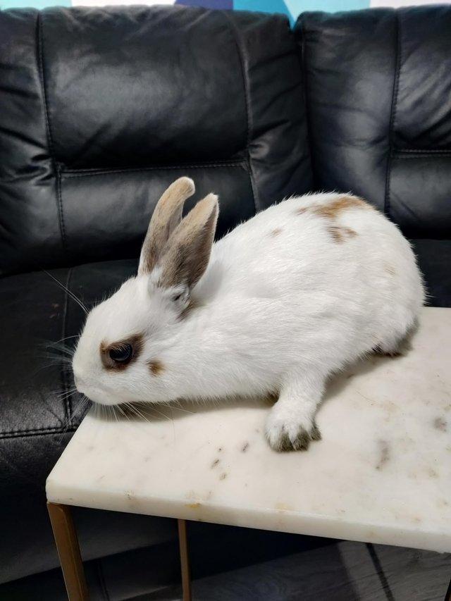 Preview of the first image of Netherland dwarf vaccinated booster cute small baby boy.