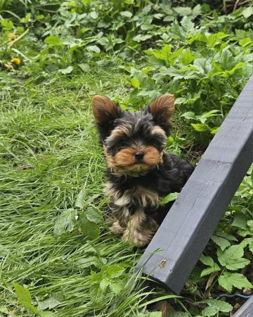 Image 7 of Miniature Yorkshire Terrier puppies for sale!
