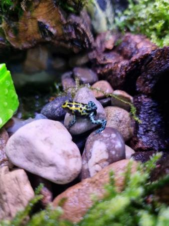 Image 2 of Ranitomeya Southern Variabillis Dart Frog Tadpoles