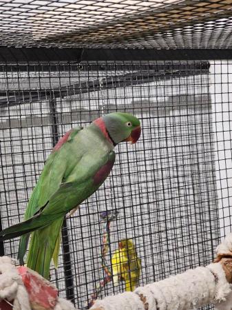 Image 1 of Young Stunning Alexanderine parrots available