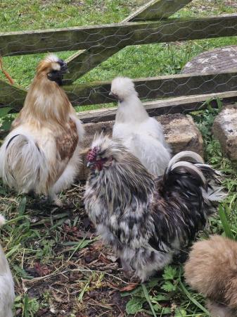 Image 2 of 2 silkie boys looking for new homes