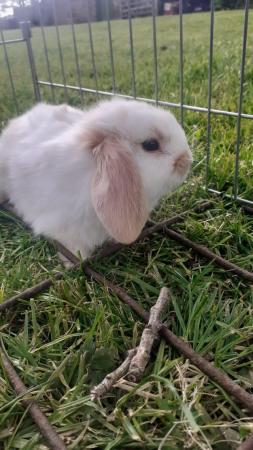 Image 4 of Beautiful, Well handled, Baby Mini Lop Rabbit
