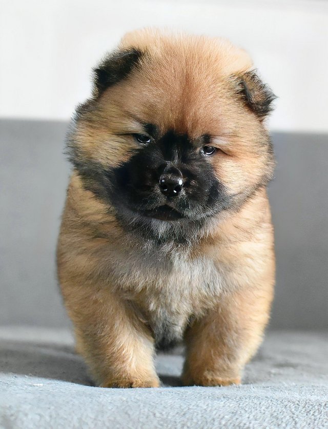 Preview of the first image of Chow chow puppies **READY TO GO**.