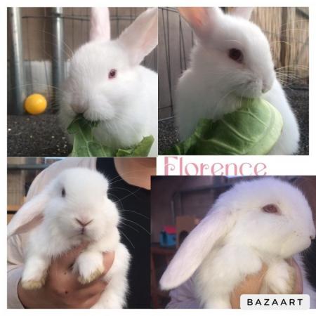 Image 6 of Mini lop bunnies for sale