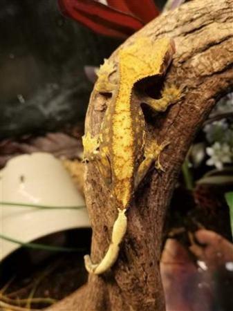 Image 5 of Various Crested Geckos ready for sale