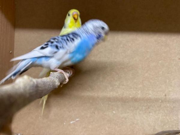 Image 4 of Quality baby budgies, 3-4 months old