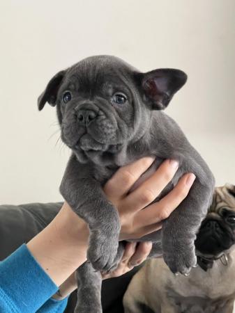 Image 10 of Frenchie bull dog pupsPictures available of mother and fat