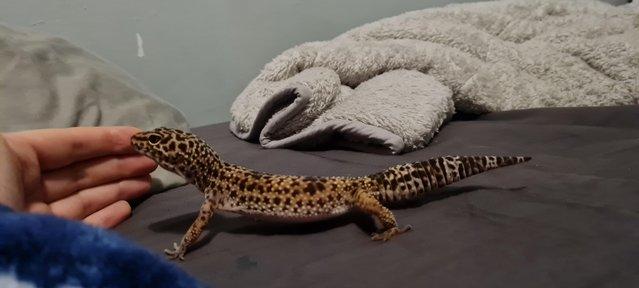 Image 7 of Female Leopard Gecko with Complete Setup