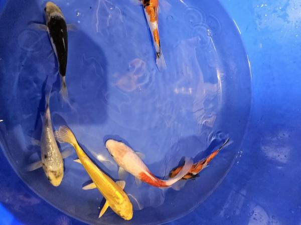Image 5 of Japanese koi including butterfly koi