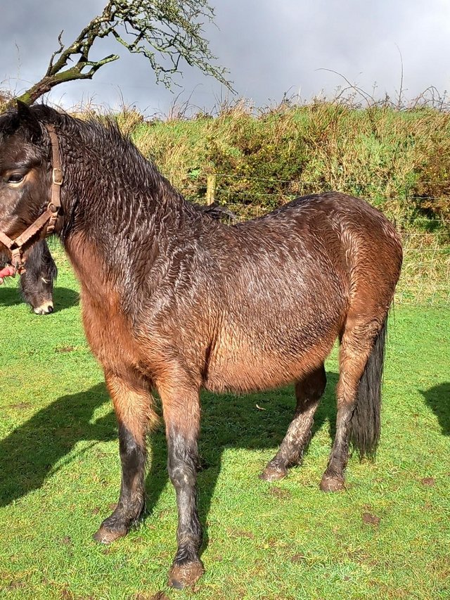Preview of the first image of Registered Pure bred Dartmoor Mare.