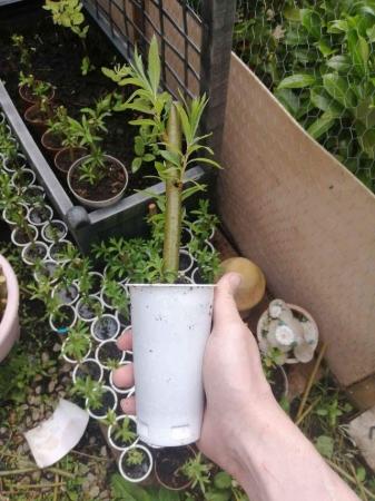 Image 2 of Fastest Growing Tree On The Planet (Hybrid Willow)
