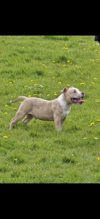 Image 4 of 6 month old male pocket bully