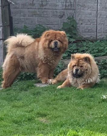 Image 13 of Ready now Kc Chowchow Puppies