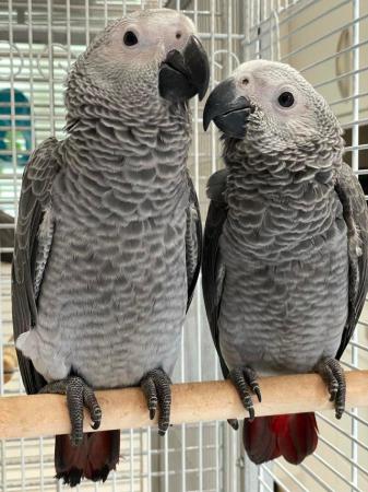 Image 5 of Gorgeous handreared baby African Greys