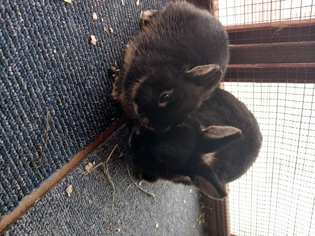 Preview of the first image of 11 week old black otter netherland dwarf.