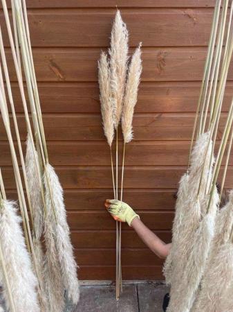 Image 3 of Pampas grass **DRIED** fluffy floral stems wedding flowers