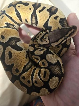 Image 3 of 6 month female ball python