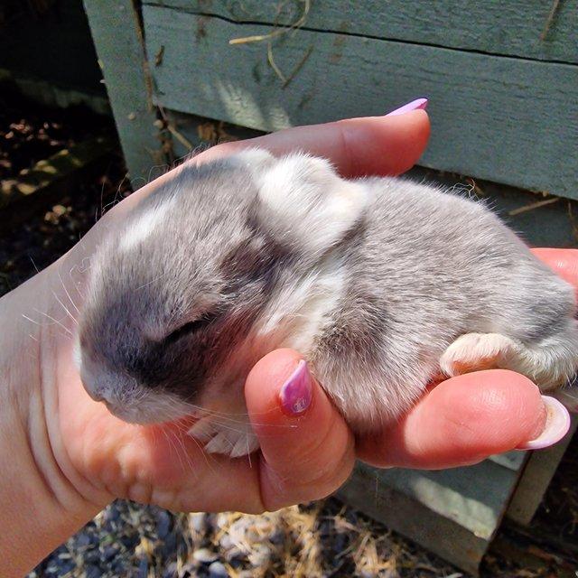 Preview of the first image of Pure Bred Mini Lop Bunnies, Handled By Children..