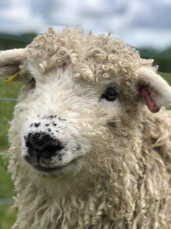 Image 2 of Greyface Dartmoor ewe lambs- March 23 born