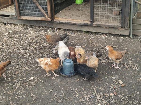 Image 1 of Lots of hybrid pullets for sale
