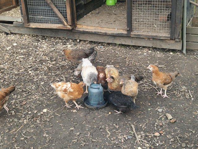 Preview of the first image of Lots of hybrid pullets for sale.