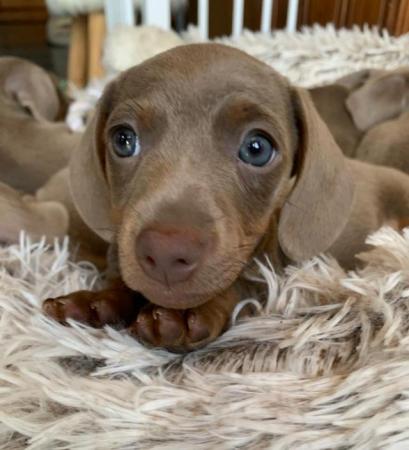 Image 10 of KC REGISTERED MINATURE DACHSHUND PUPPIES