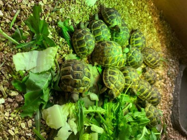 Image 2 of Herman tortoise hatched July 2023 with cities certification