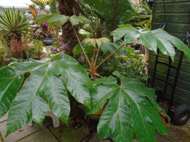 Preview of the first image of GARDEN PLANT - TETRAPANAX REX - The Ultimate Jungle Plant.