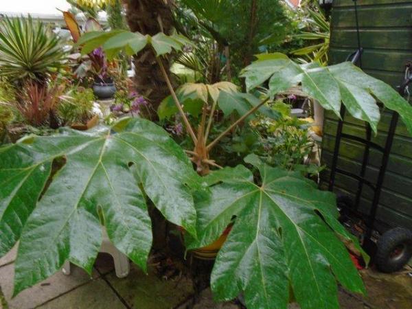 Image 1 of GARDEN PLANT - TETRAPANAX REX - The Ultimate Jungle Plant