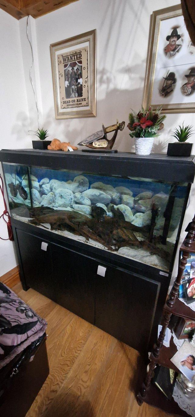 Preview of the first image of 4 ft Fluval roma with 4 lage red belly Piranhas.