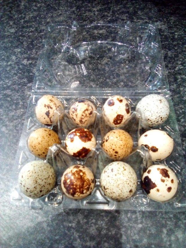 Preview of the first image of Japanese quail hatching eggs.